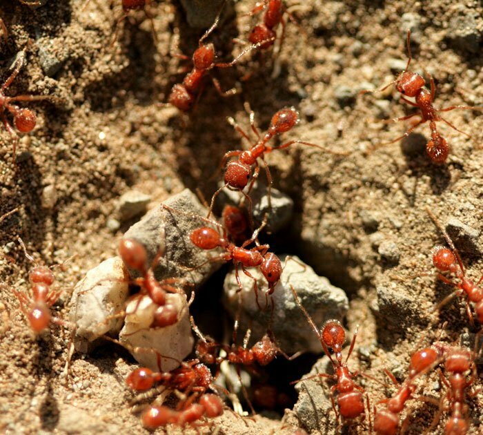 Terminix | Fire-Ants