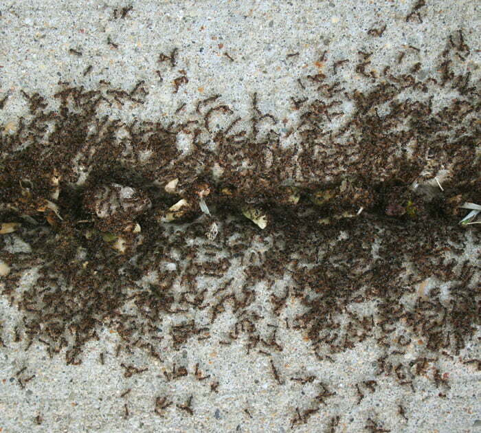 Terminix | Pavement Ants
