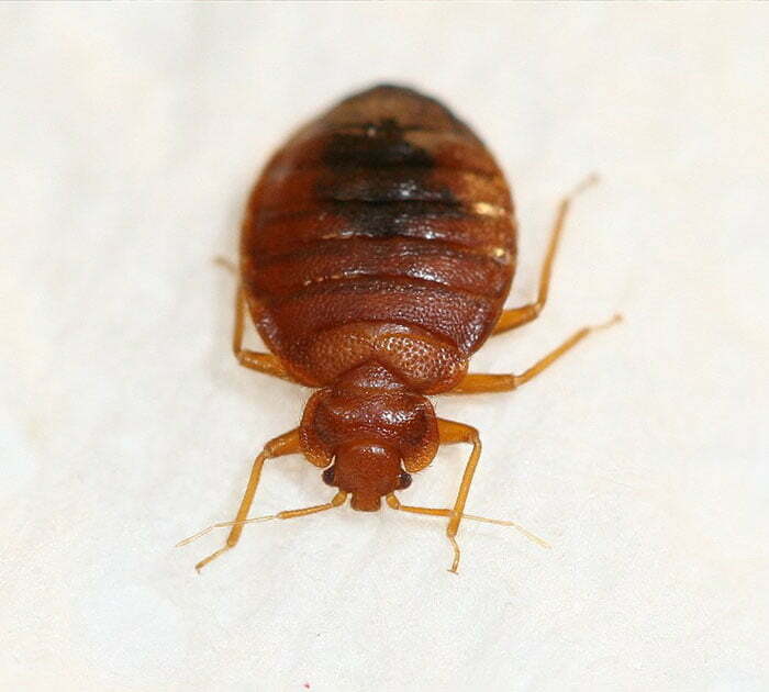 Terminix | Bed Bugs | Common Bugs