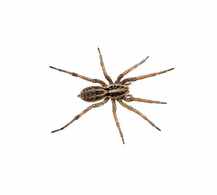 Terminix Residential Spiders Control Wolf Spiders small