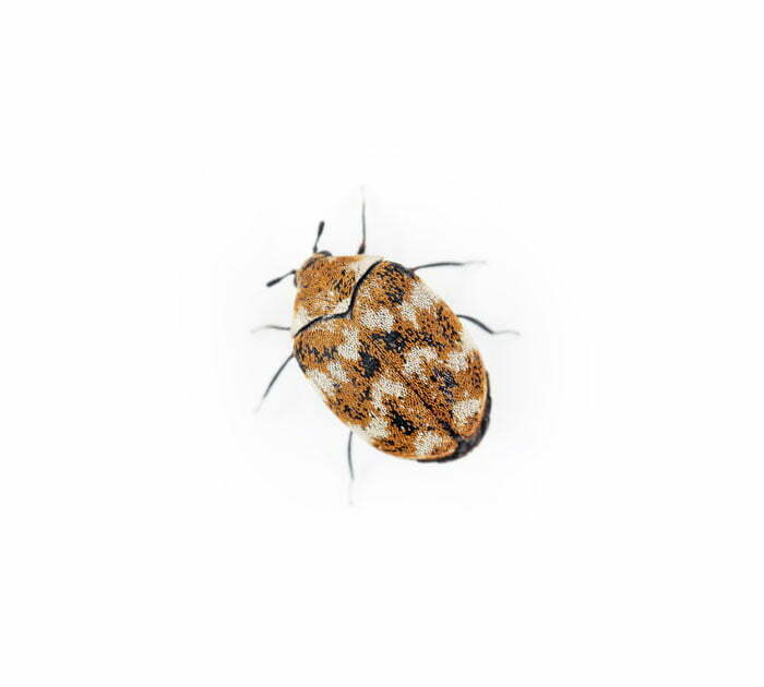 Carpet Beetle Control, Beetle Identification