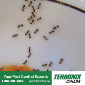 Ant control Ottawa