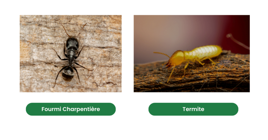 Fourmi charpentiere et termite