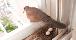 Pigeon building nest in window box