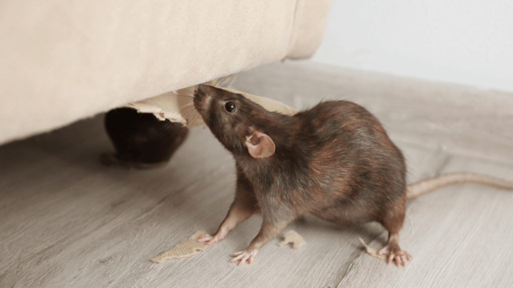 Rat in Home