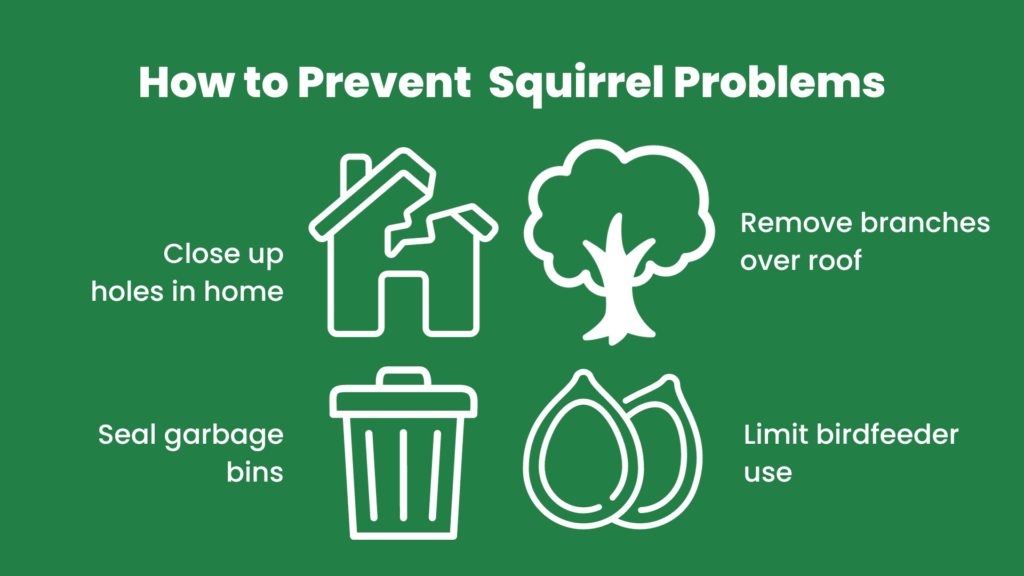 How to Prevent Squirrel Problems