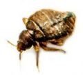 Bedbugs_DidYouKnow