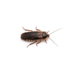 Brown-Banded Cockroach​ Size: 10 to 14 mm long.Colour: Light brown to tan bands across adults’ wings.Behaviour: Mainly active at night but sometimes hunt for food during daytime. Usually avoiding water sources, they prefer warm and dry spaces like cabinets and picture frames.  Learn more