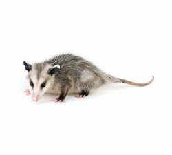 Opossum  Identification
Size: Up to 55 cm in length.Colour: Grey fur with brown, red or black shades.Description: Marsupials with long heads, pointed snouts, black eyes and hairless tails.Order/Family: Didelphimorphia.Scientific Name: Didelphis virginiana (North American opossum).

LEARN MORE