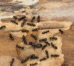 Terminix | Carpenter Ants