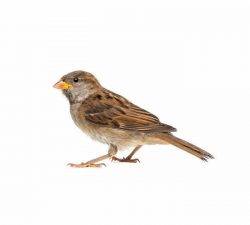Terminix | House Sparrows
