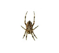 Cross Spiders​ Size: 6 to 20 mm long (body).Colour: Sandy brown to burnt orange with pale spots in a cross shape on its large abdomen.Behaviour: You are likely to find cross spiders in gardens, meadows, hedgerows or next to buildings with exterior lighting. You may also find them in stairwells.  Learn more