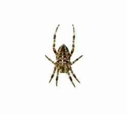Cross Spiders​ Size: 6 to 20 mm long (body).Colour: Sandy brown to burnt orange with pale spots in a cross shape on its large abdomen.Behaviour: You are likely to find cross spiders in gardens, meadows, hedgerows or next to buildings with exterior lighting. You may also find them in stairwells.  Learn more
