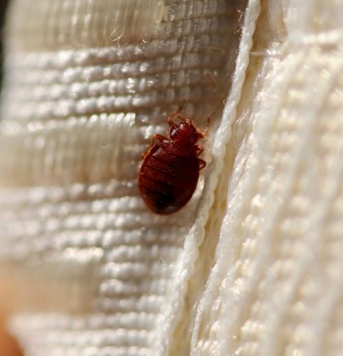 Bed Bug Exterminator and Best Beg Removal Toronto