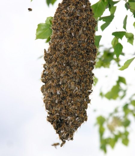 bees removal